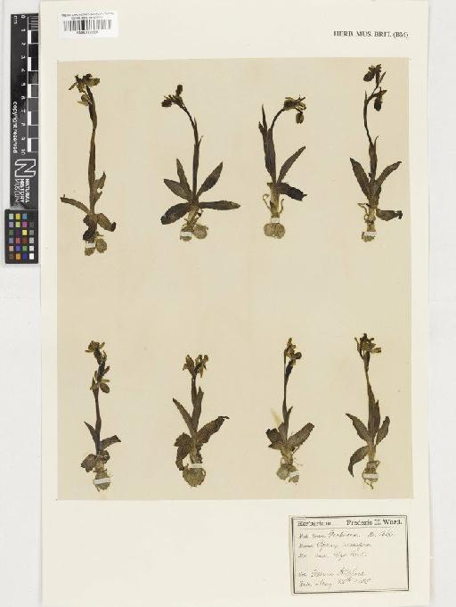 Ophrys sphegodes Mill. - BM001110931