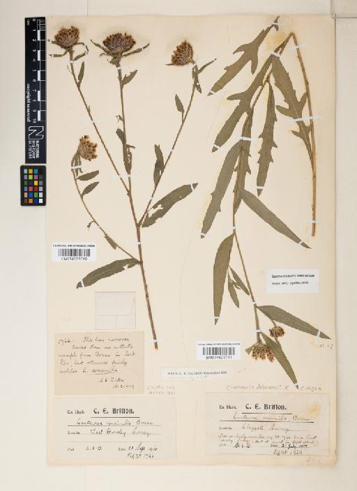 Centaurea debeauxii Gren. & Godr. × C. nigra L. - 014621741