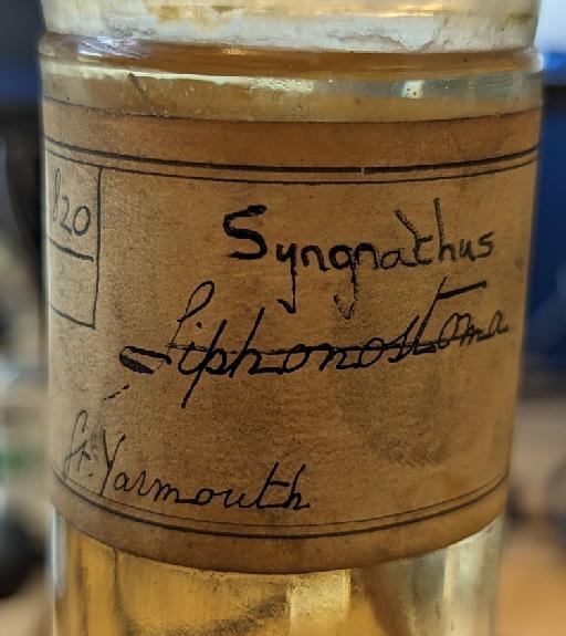 Syngnathus typhle Linnaeus, 1758 - BMNH 1934.3.7.1, Syngnathus typhle, Label A.jpg