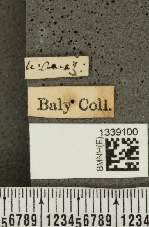 Cornubrotica dilaticornis (Baly, 1879) - BMNHE_1339100_label_22602