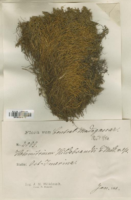 Leptodontium viticulosoides (P.Beauv.) Wijk & Margad. - BM000878177