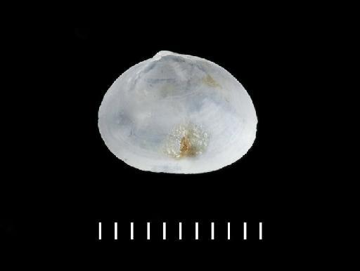 Scintilla lactea subterclass Euheterodonta G. B. Sowerby II, 1865 - 20110190_a