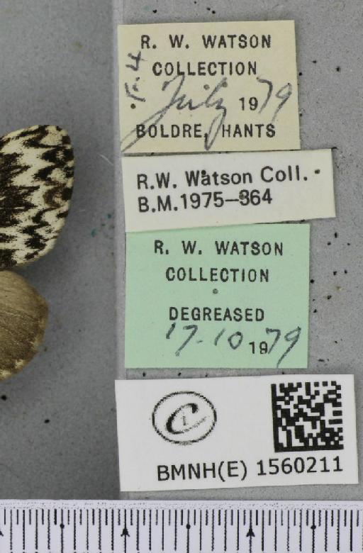 Lymantria monacha (Linnaeus, 1758) - BMNHE_1560211_label_252188