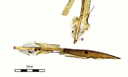 Syrrhopodon incompletus Schwägr. - Syrrhopodon brevivaginans_BM000677142whole leaf.jpg