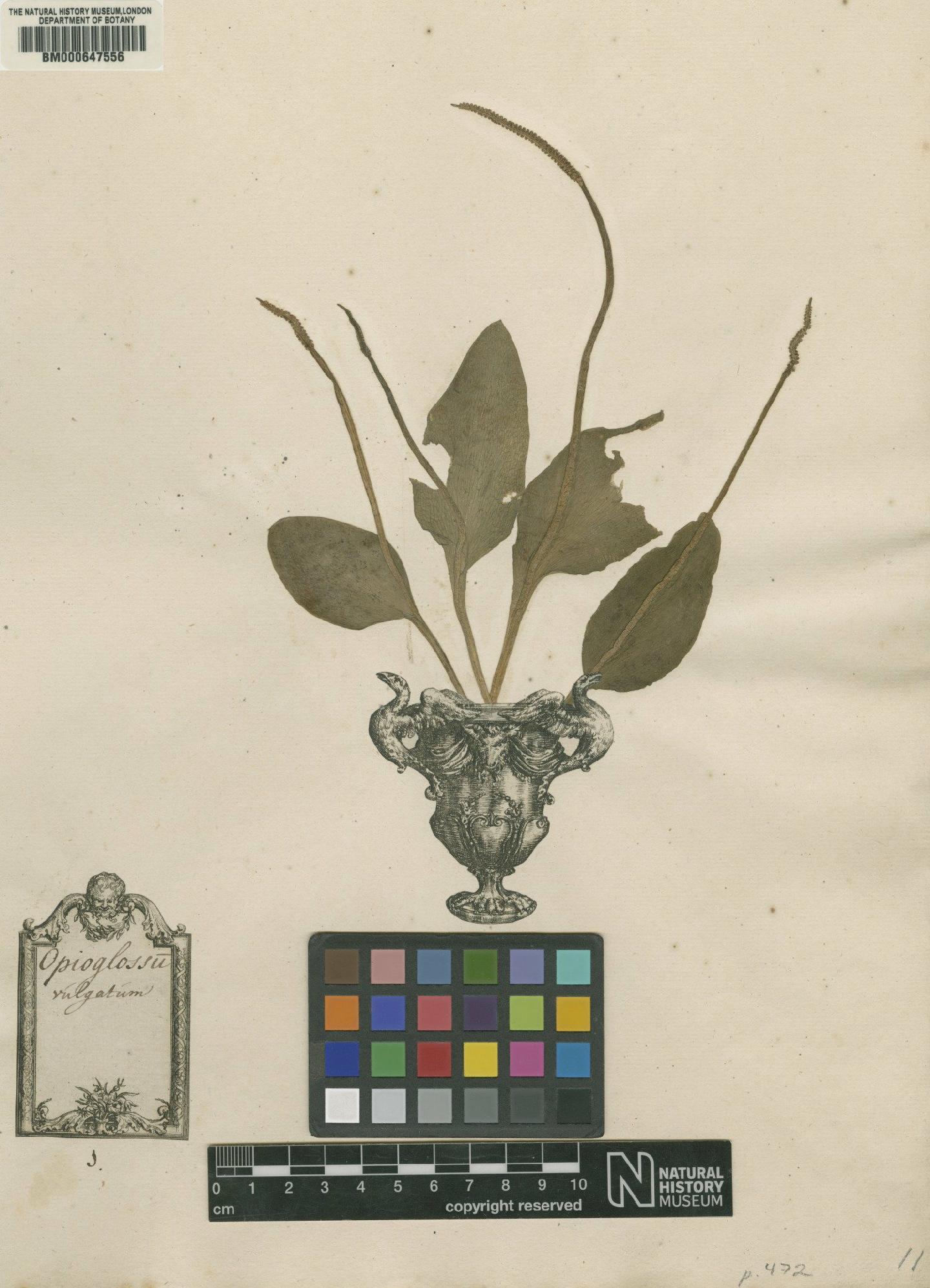 To NHMUK collection (Ophioglossum vulgatum L.; Original material; NHMUK:ecatalogue:4704627)