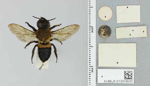 Megachile monticola Smith, F., 1853 - 013379845_additional