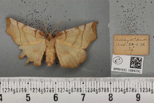 Selenia dentaria (Fabricius, 1775) - BMNHE_1884291_444642