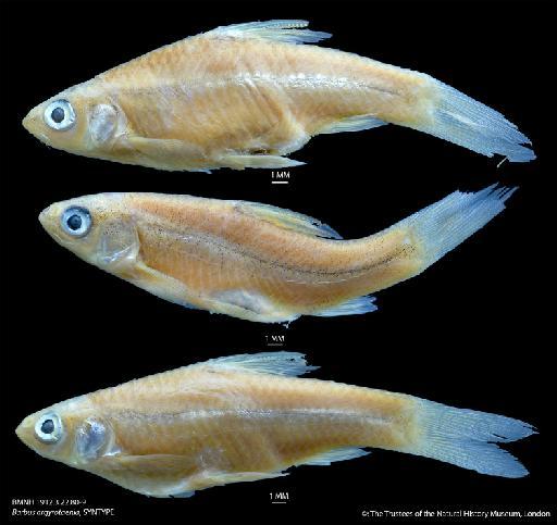 Barbus argyrotaenia Boulenger, 1912 - BMNH 1912.3.22.80-9 Barbus argyrotaenia, SYNTYPE