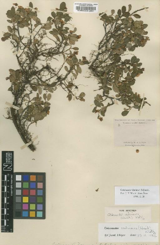 Cotoneaster radicans (Schneid) G.Klotz - BM000550225