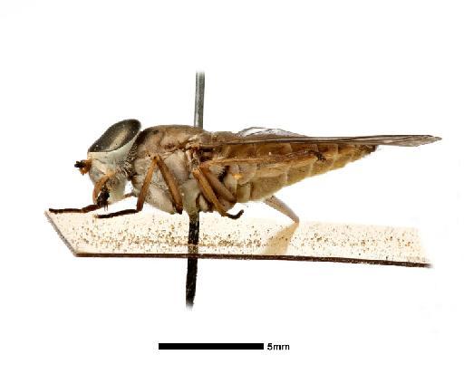 Tabanus primitivus Walker, 1848 - NHMUK010633382_Tabanus_primitivus_HT_wholebody_lateral_female