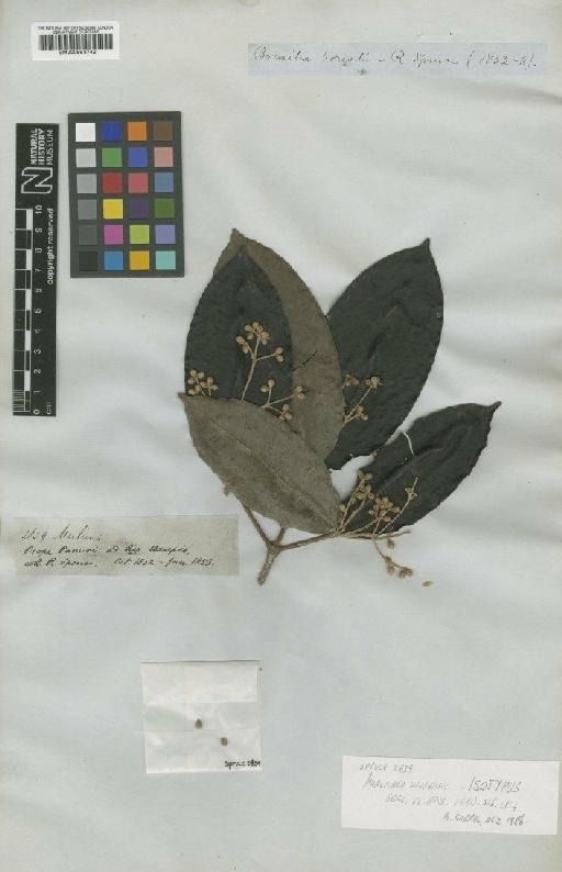 Marlierea uaupensis O.Berg - BM000953742