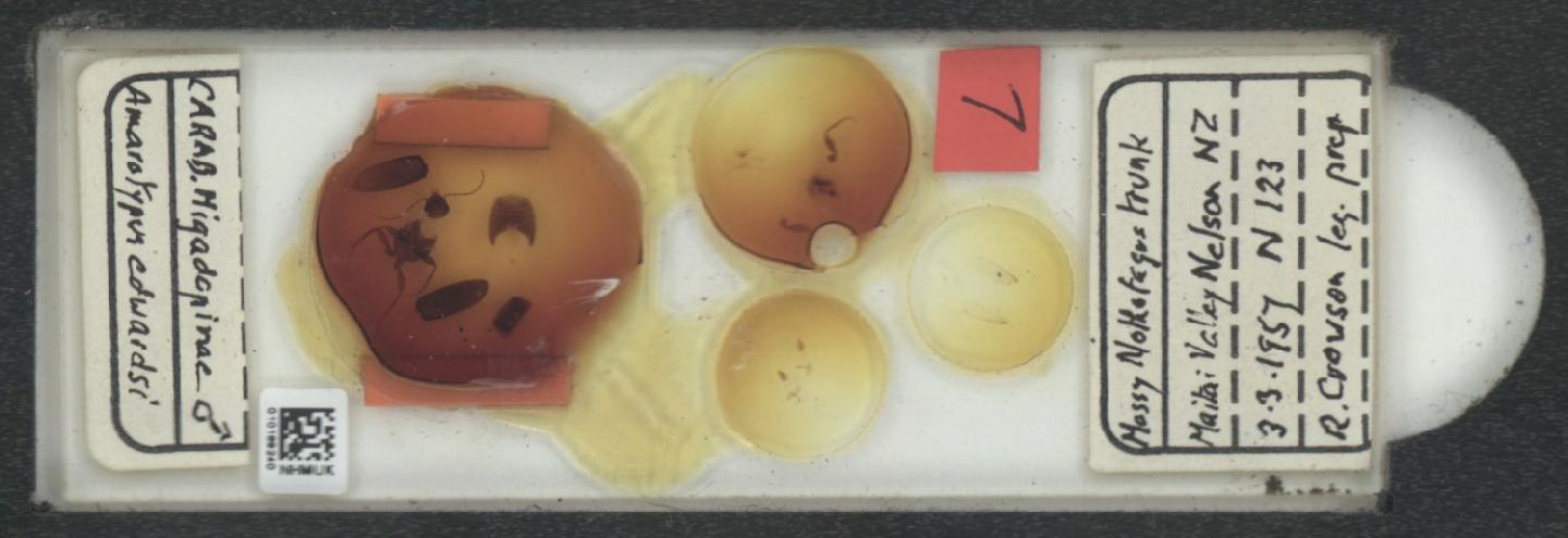 Amarotypus
