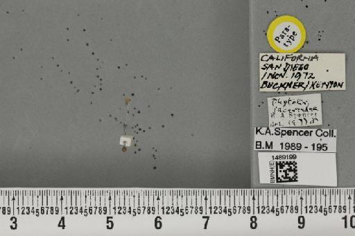 Phytoliriomyza jacarandae Spencer & Steyskal, 1978 - BMNHE_1489199_52723