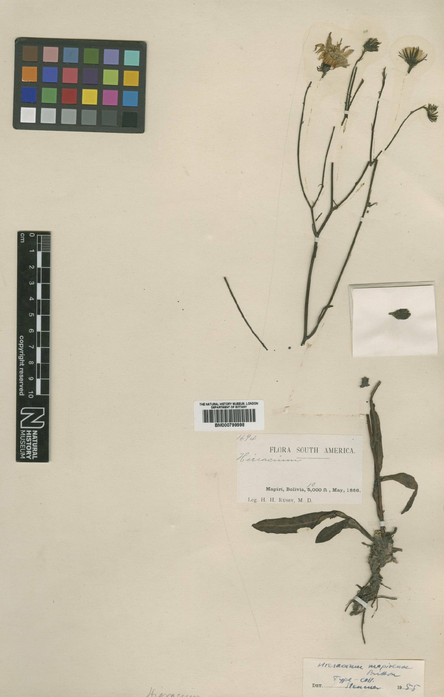 To NHMUK collection (Hieracium mapirense Britton; Isotype; NHMUK:ecatalogue:4992180)