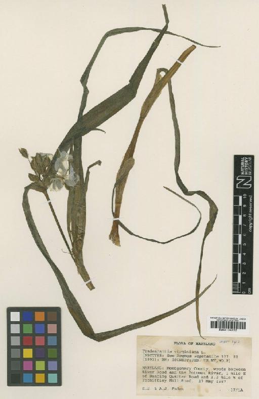 Tradescantia virginiana L. - BM001042052