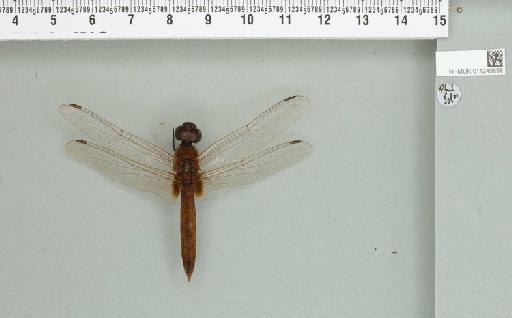 Urothemis bisignata Brauer, 1868 - 011249858_804407_1257373_2