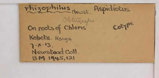 Obtusaspis rhizophilus Newstead, 1920 - 010714614_additional