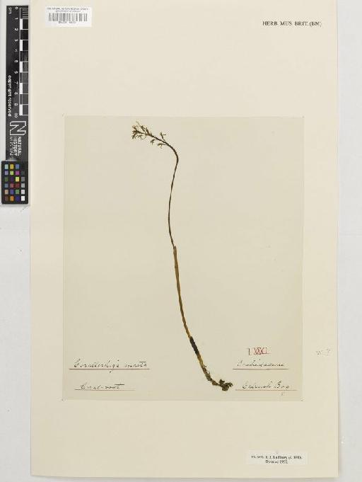 Liparis loeselii (L.) Rich. - BM001116969