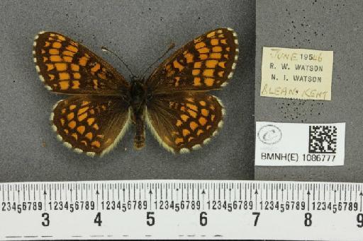 Melitaea athalia (Rottemburg, 1775) - BMNHE_1086777_57209