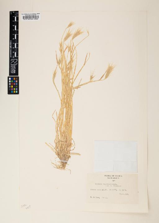 Hordeum murinum subsp. leporinum (Link) Arcang. - 000060606