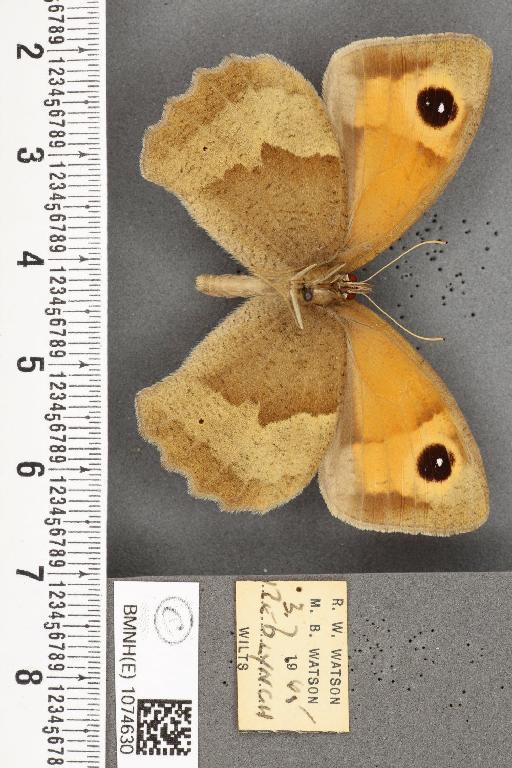 Maniola jurtina insularis ab. anticrassipuncta Leeds, 1950 - BMNHE_1074630_41347