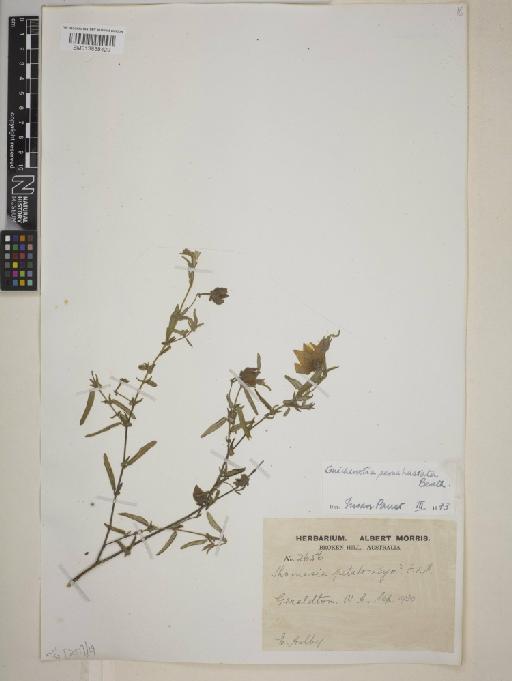 Guichenotia angustifolia - BM013838429