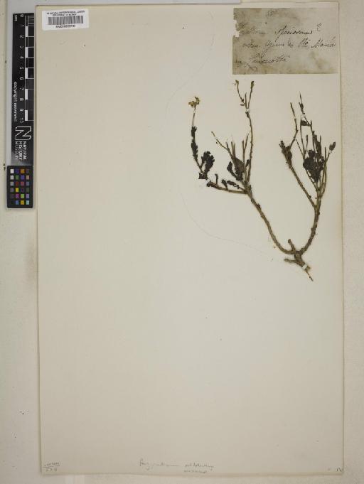 Argyranthemum maderense (D.Don) Humphries - 000829780