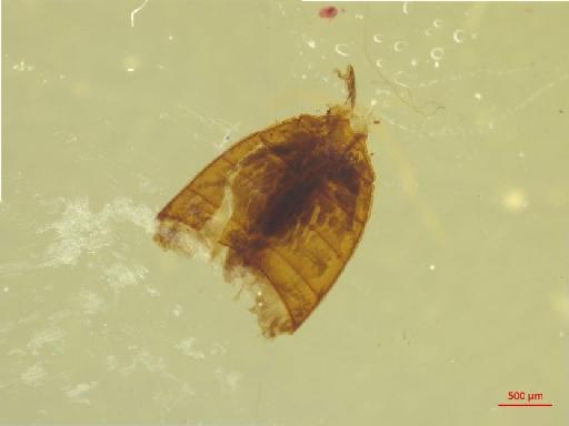 Eumolpinae Hope, 1840 - 010131380___4