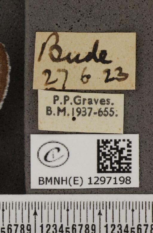 Maculinea arion eutyphron (Fruhstorfer, 1915) - BMNHE_1297198_label_134550