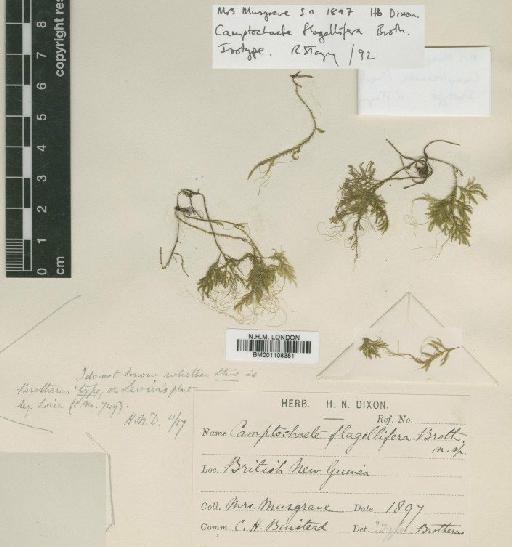 Camptochaete subporotrichoides (Broth. & Geh.) Broth. - BM001108351