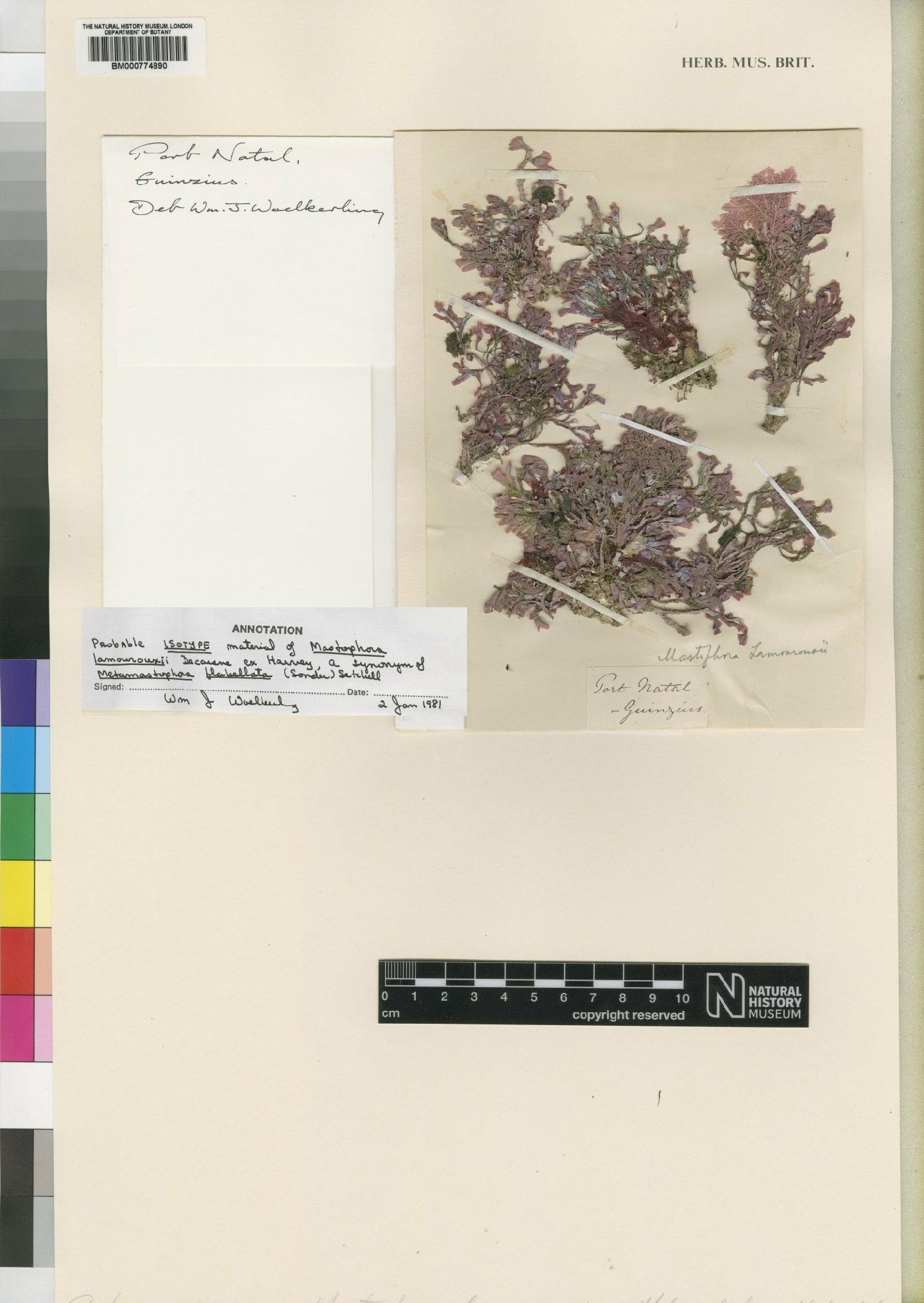 To NHMUK collection (Mastophora lamourouxii Decne. ex Harv.; Isotype; NHMUK:ecatalogue:4858541)