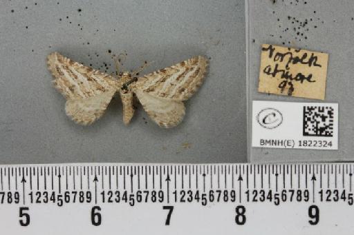 Eupithecia extensaria occidua Prout, 1914 - BMNHE_1822324_390682