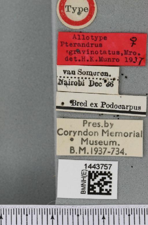 Ceratitis (Pterandrus) gravinotata (Munro, 1937) - BMNHE_1443757_label_42907