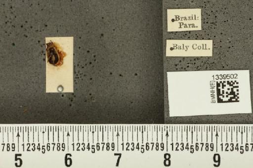Acalymma bivittulum amazonum Bechyné, 1958 - BMNHE_1339502_20519