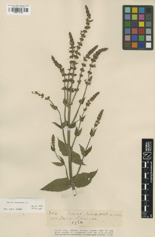 Salvia nemorosa L. - BM001122768