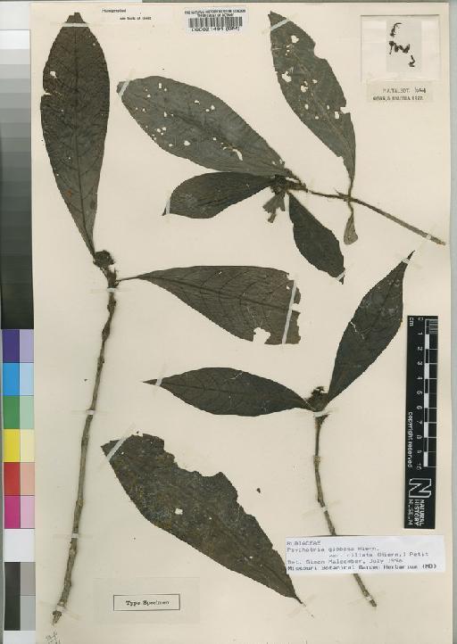 Psychotria nigerica Hepper - BM000021491