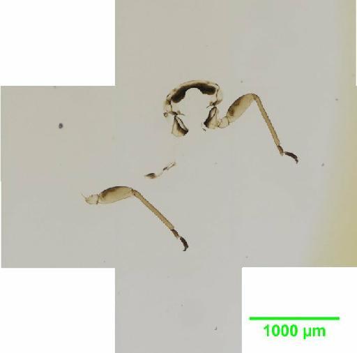 Arytainilla Loginova, 1972 - 010186746__2016_01_29_s5