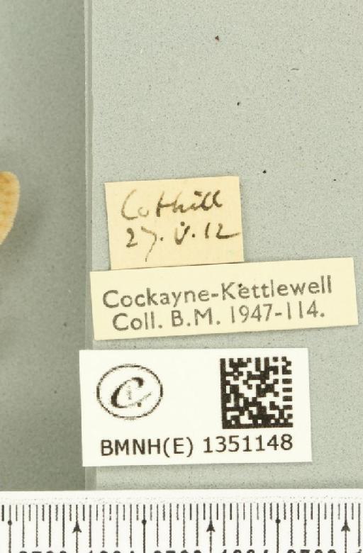 Korscheltellus lupulina ab. dacicus Caradja, 1893 - BMNHE_1351148_label_186261