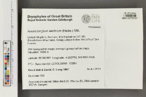 Anoectangium aestivum (Hedw.) Mitt. - 013779787