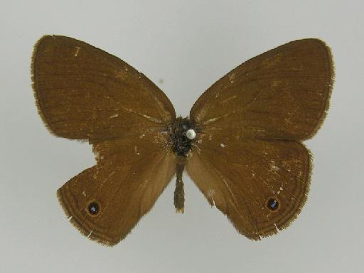 Euptychia electra Butler, 1867 - BMNH(E)_ 1204748_Yphthimoides_(Euptychia)_yphthima_electra_Butler_HT_male (2)