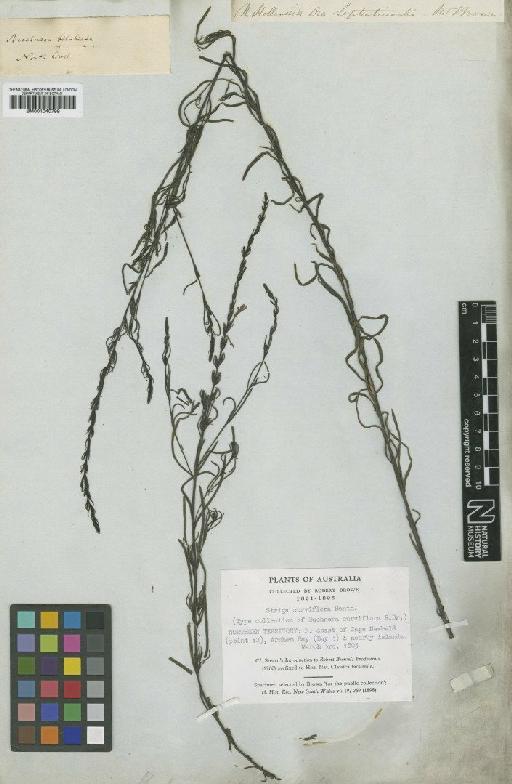 Striga curviflora Benth. - BM001040799