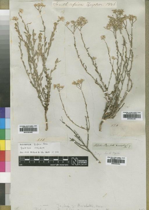 Helichrysum zeyheri Less - BM000924081