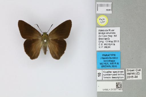 Hasora hurama territorialis Meyer et al., 2015 - 013377483_Hasora_hurama_territorialis_Meyer Weir & Brown_2015_PT