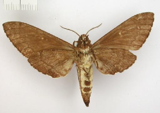 Meganotum khasianum Rothschild, 1894 - Dolbina khasianum Rothschild 1894 BMNH(E) 986577 ventral