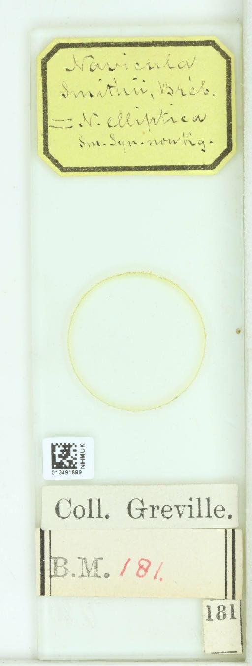 Navicula elliptica W.Sm. - 013491599_242030_4514084-NonType