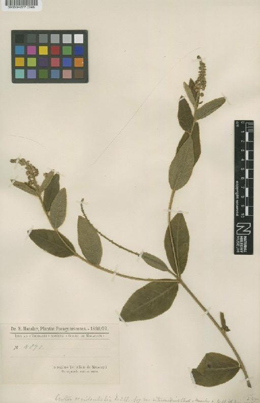 Croton occidentalis var. intermedius Chodat & Hassl. - BM000504277