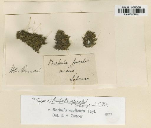 Pseudocrossidium replicatum (Taylor) R.H.Zander - BM000872681