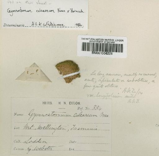 Gymnostomum calcareum Nees & Hornsch. - BM001006228