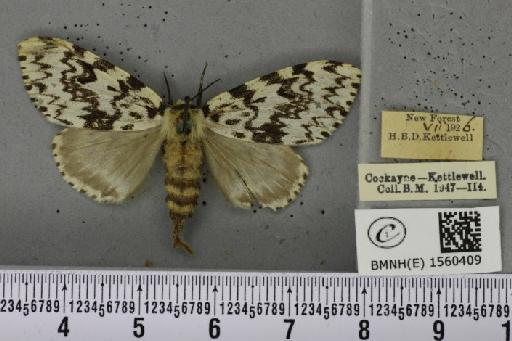 Lymantria monacha (Linnaeus, 1758) - BMNHE_1560409_251392