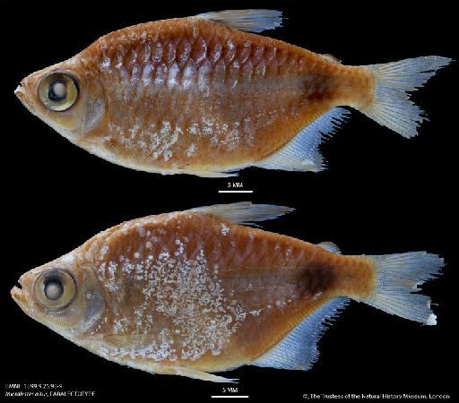 Micralestes altus Boulenger, 1899 - BMNH 1899.9.26.98-9 Micralestes altus, PARALECTOTYPE